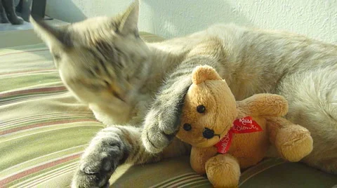 Cute Cat with Teddy Bear Stock Footage 2633448