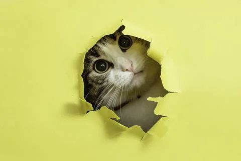 Cute cat with tilted head looking or peaking thru a ripped hole Stock Photos