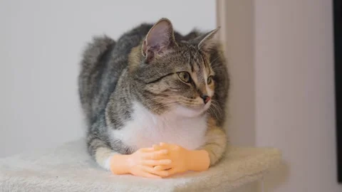 Cute cat with tiny hands lounging and showing off its playful side Stock Footage 307640798