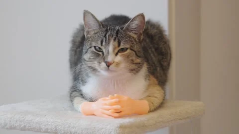 Cute cat with tiny hands showcases its playful personality in a cozy setting Stock Footage 307640771