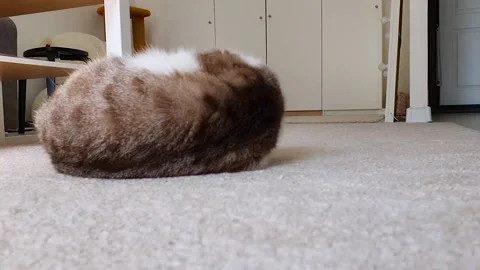 Cute cat tumbles on the carpet. Happy and lazy mood. Close-up shots. Video stock 154914068