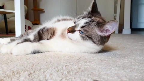 Cute cat tumbles on the carpet. Happy and lazy mood. Close-up shots. Video stock 154968830