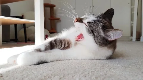 Cute cat tumbles on the carpet. Happy and lazy mood. Close-up shots. Video stock 154968878