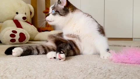 Cute cat tumbles on the carpet. Happy and lazy mood. Close-up shots. Video stock 154968950