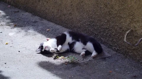 Cute cat turning around 動画素材 71679926