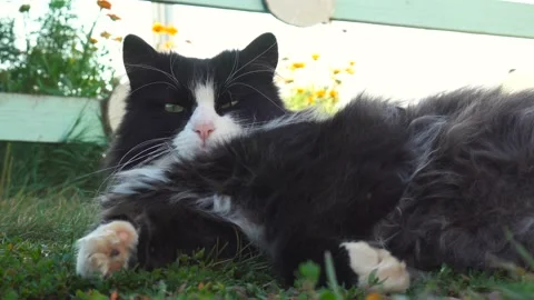 A cute cat, tuxedo pattern black and white bicolor, Cat lying on its back in a Stock Footage 95998566