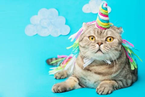Cute cat unicorn with clouds on a blue background with clouds. The concept of Stock Photos