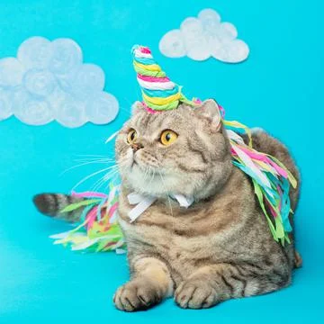 Cute cat unicorn with clouds on a blue background with clouds. The concept of Stock Photos