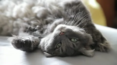 Cute Cat Upside Down Stock Footage 11131080