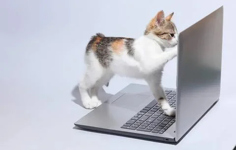 Cute cat using a laptop computer on a white background Stock Photos