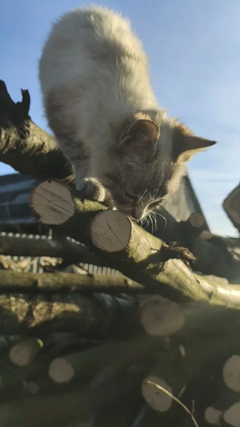 Cute cat in village Stock Footage 233113266