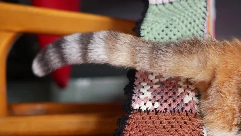 Cute cat wags its striped tail back and forth while sitting on a knitted bl.. Stock Footage 332097117