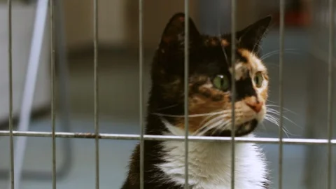 A Cute Cat Waiting for Adoption In a Cage Stock Footage 94595085