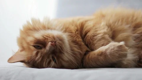 Cute Cat Wake Up and Staring At Something Stock Footage 96238477