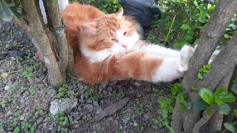 Cute Cat wake up Foto stock