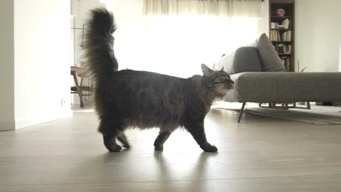 Cute cat walking around in the house Stock Footage 112245210