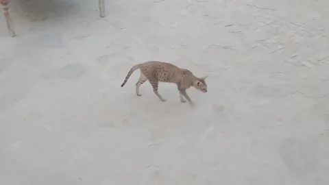 Cute Cat Walking Gracefully Around the Home Video stock 347341349