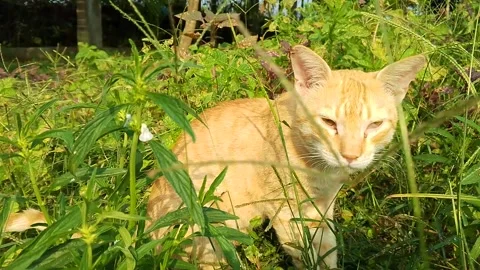 Cute cat walking in the grass field Stock Footage 294677795