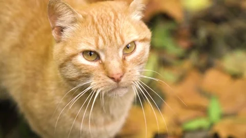Cute cat walking through the forest 库存影片 168759044