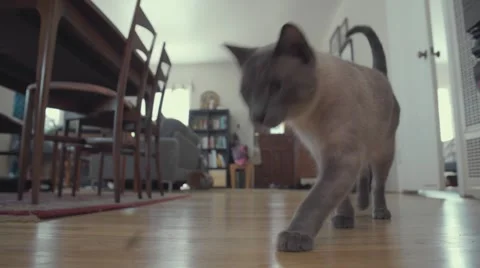 Cute Cat Walks to Camera and Eats Kibble Stock Footage 51742739