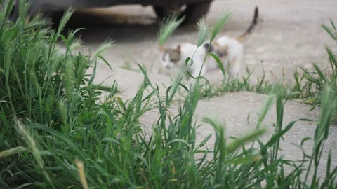 Cute cat walks in the grass and looks into the camera Stock Footage 108953012