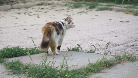 Cute cat walks in a large green courtyard Video stock 108952955