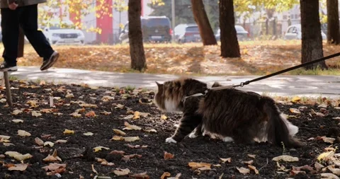 A cute cat walks on a leash outside in autumn. A surprised cat looks around Vidéo 270522802