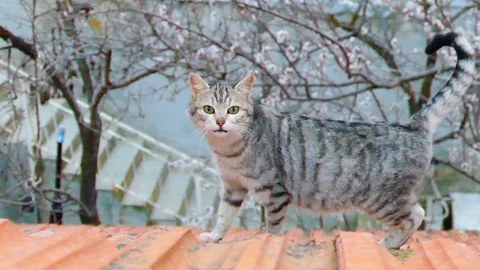 The cute cat that walks in the roofs, 스톡 동영상 87581835