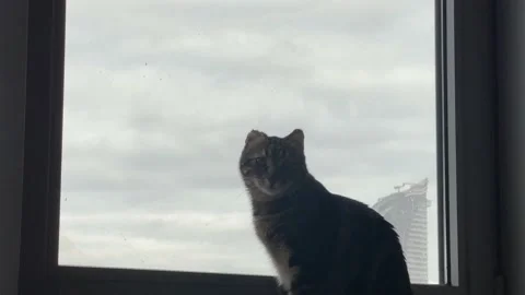 Cute cat is watching outside on window. Cloudy time, feline, purebred kitte.. Stock Footage 235842453