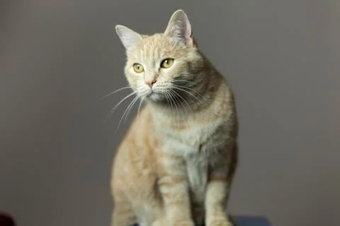 A cute cat is watching somewhere Stock Photos