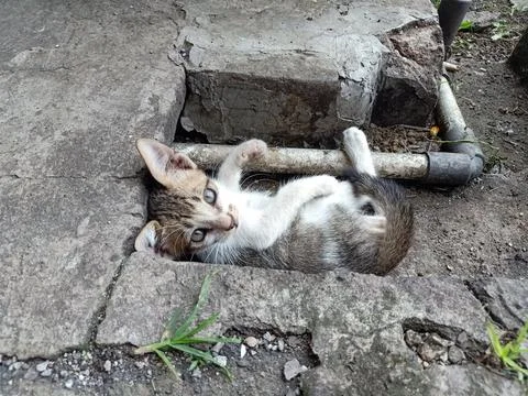 Cute cat while playing Fotos de archivo