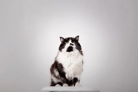Cute Cat on white background Stock Photos