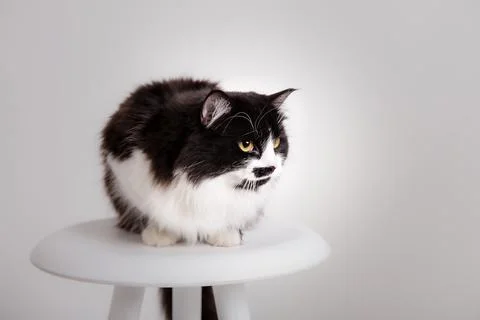 Cute Cat on white background Stock Photos