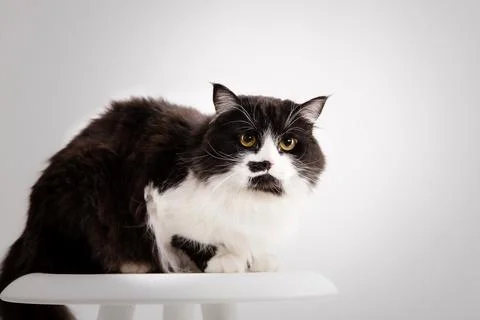 Cute Cat on white background Stock Photos