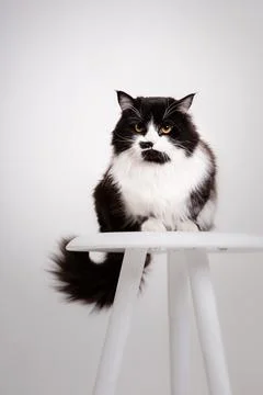 Cute Cat on white background Stock Photos