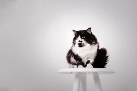 Cute Cat on white background Stock Photos
