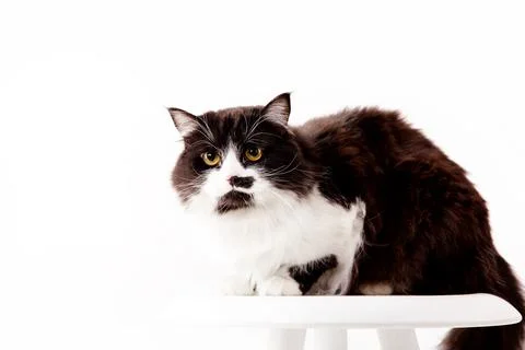 Cute Cat on white background Stock Photos