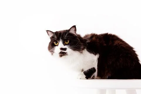Cute Cat on white background Stock Photos
