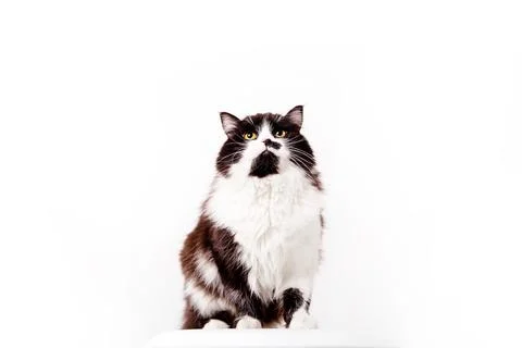 Cute Cat on white background Stock Photos