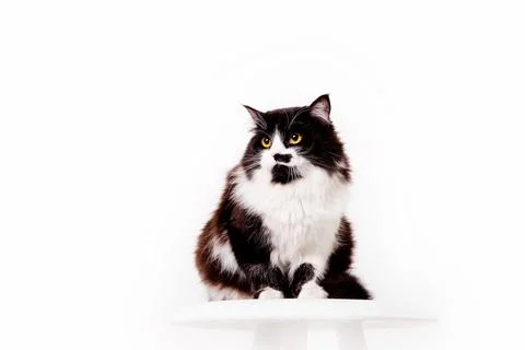 Cute Cat on white background Stock Photos