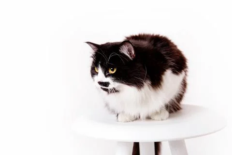 Cute Cat on white background Stock Photos