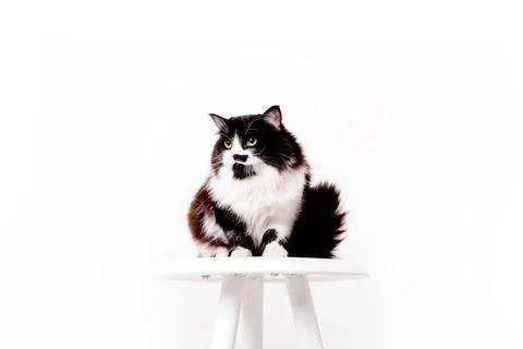 Cute Cat on white background Stock Photos