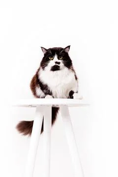 Cute Cat on white background Stock Photos