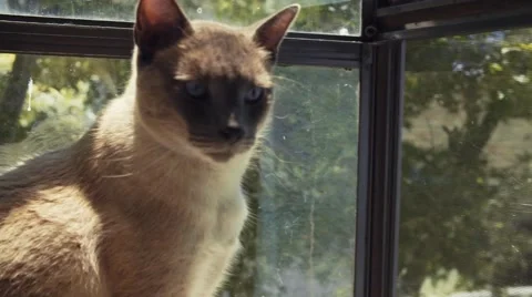 Cute Cat in Window Box Stock Footage 51742775