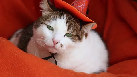 Cute cat in witch hat sleeping on orange background. Halloween theme Video stock 347014579
