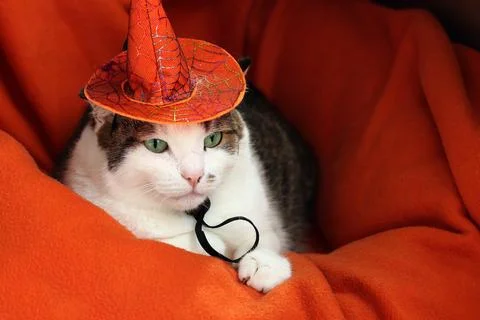 Cute cat in witch hat sleeping on orange background. Halloween theme Stock Photos