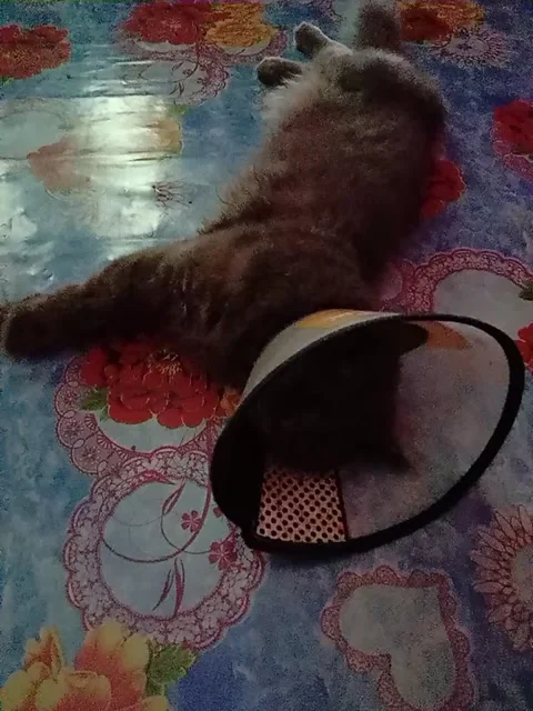 The cute cat woke up from his sleep Stock-Footage 209120237