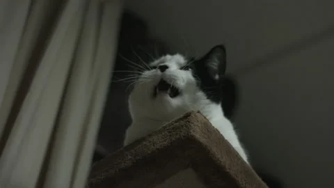 Cute Cat Yawns Perched on Cat Tower 4K Stock Footage 218636827