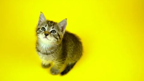 Cute cat with yellow background Video stock 271347380
