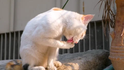 Cute cat.Cute crossbreed cat while grooming itself. Beautiful street cat. Stock Footage 342613261